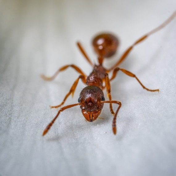 Field Ants, Pest Control in Thornton Heath, Broad Green, CR7. Call Now! 020 8166 9746