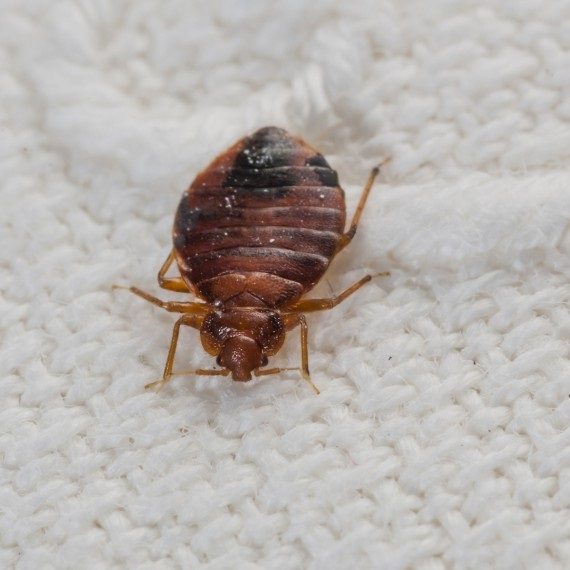 Bed Bugs, Pest Control in Thornton Heath, Broad Green, CR7. Call Now! 020 8166 9746