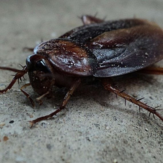 Cockroaches, Pest Control in Thornton Heath, Broad Green, CR7. Call Now! 020 8166 9746