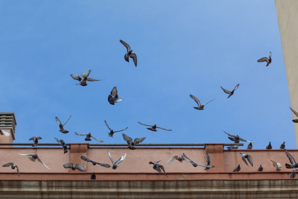 Pigeon Control, Pest Control in Thornton Heath, Broad Green, CR7. Call Now 020 8166 9746