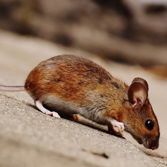 Mice, Pest Control in Thornton Heath, Broad Green, CR7. Call Now! 020 8166 9746