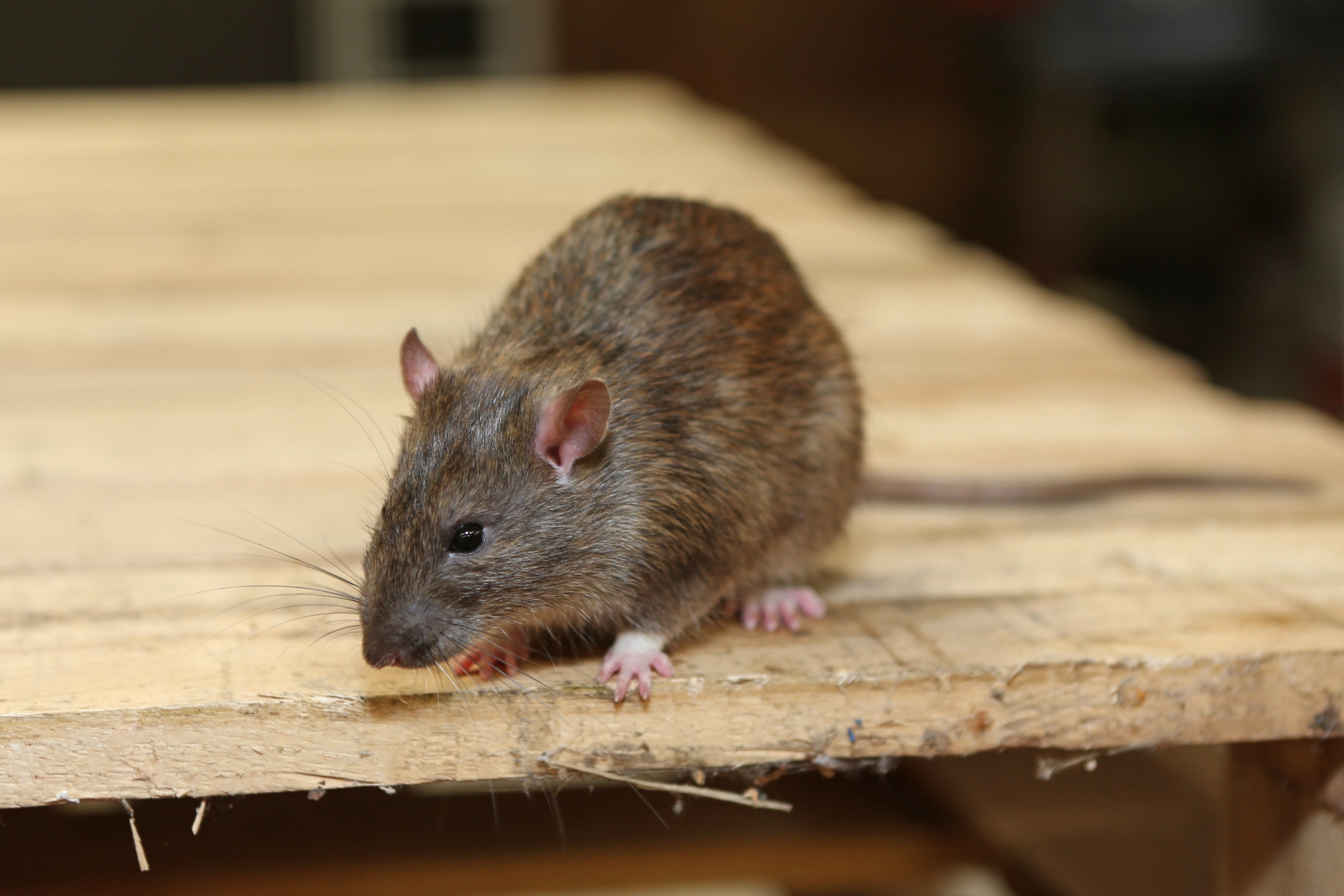 Rat Control, Pest Control in Thornton Heath, Broad Green, CR7. Call Now 020 8166 9746