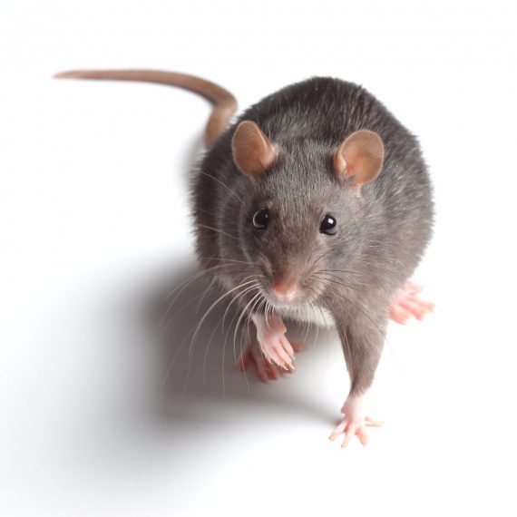 Rats, Pest Control in Thornton Heath, Broad Green, CR7. Call Now! 020 8166 9746