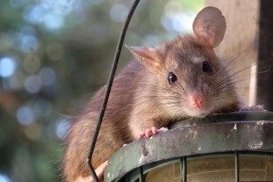 Rat Infestation, Pest Control in Thornton Heath, Broad Green, CR7. Call Now 020 8166 9746