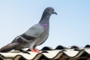 Pigeon Pest, Pest Control in Thornton Heath, Broad Green, CR7. Call Now 020 8166 9746