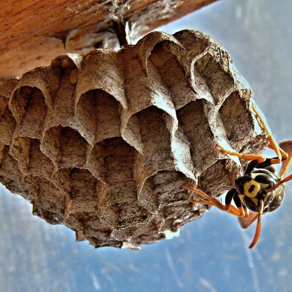 Wasps Nest, Pest Control in Thornton Heath, Broad Green, CR7. Call Now! 020 8166 9746