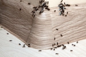 Ant Control, Pest Control in Thornton Heath, Broad Green, CR7. Call Now 020 8166 9746