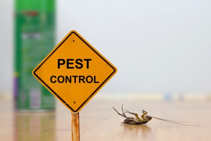 Pest Contol in Thornton Heath, Broad Green, CR7. Call Now 020 8166 9746